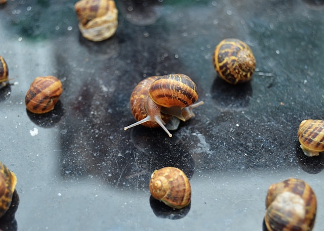 ¿Cómo preparar los caracoles congelados de la sirena paso a paso?